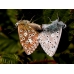 Chalkhill Blue Lysandra coridon 15 eggs